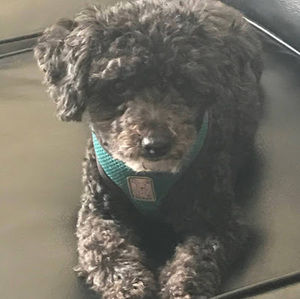 Meet your Posher, Henry